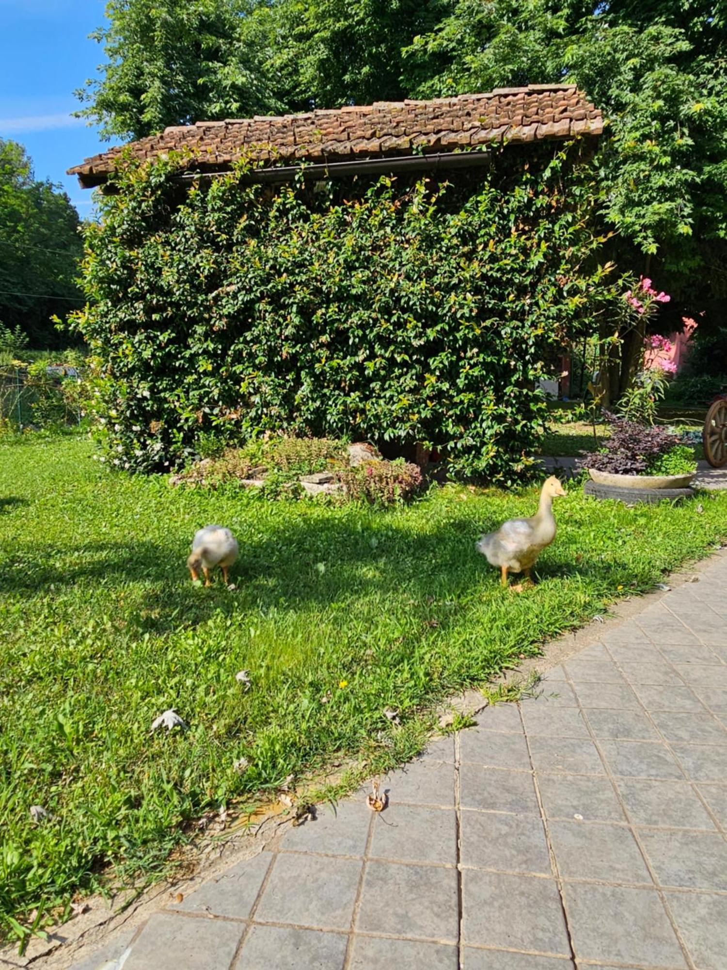 Agriturismo La.Ti.Mi.Da. Cassine Ngoại thất bức ảnh